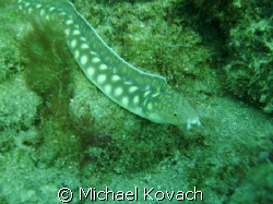 Sharptailed eel on the first reef line off the beach at L... by Michael Kovach 